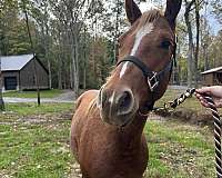 appaloosa-horse