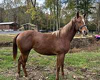 appaloosa-horse-for-sale