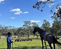 beautiful-quarter-horse