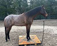 breeder-quarter-horse