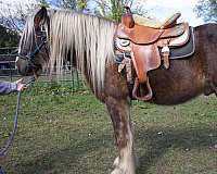 all-around-dappled-gypsy-vanner-horse