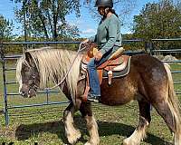 bunny-gypsy-vanner-horse