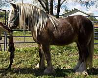 kodiak-gypsy-vanner-horse