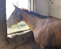 athletic-thoroughbred-horse