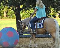 all-around-quarter-horse