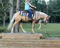 aqha-quarter-horse