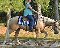 beginner-quarter-horse