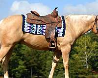 gelding-quarter-horse