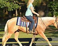 bombproof-quarter-horse