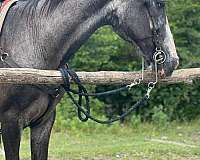 mountain-trails-tennessee-walking-horse