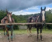 myrtle-beach-tennessee-walking-horse