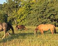 southwest-virginia-tennessee-walking-horse