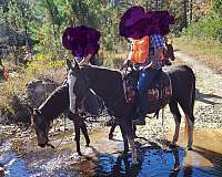 steers-tennessee-walking-horse