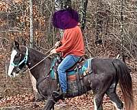 white-blaze-tennessee-walking-horse