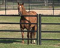 sorrel-star-strip-one-white-rear-sock-horse