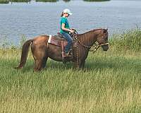 breakaway-quarter-horse