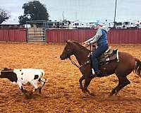 heeling-quarter-horse