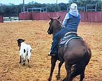 roping-quarter-horse