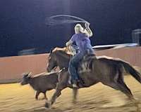 steer-roping-quarter-horse