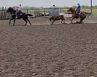 team-roping-quarter-horse