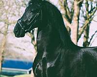 black-all-with-few-white-hairs-in-pasterns-horse