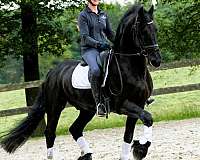 friesian-horse