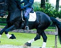 friesians-horse