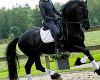 friesian-horses