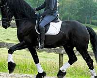 friesian-for-sale-horse