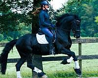 f-riesians-for-sale-friesian-horse