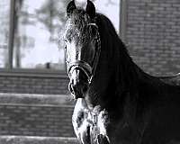 friesian-dressage-horse