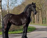 friesian-sporthorse-horse