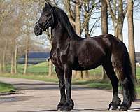 friesian-broodmare-horse