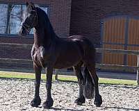 friesian-stallion-horse