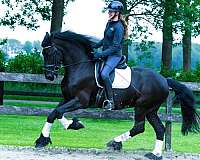 friesian-mare-horse