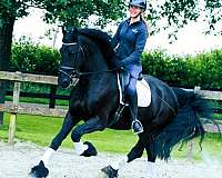 friesian-gelding-horse