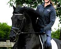 friesian-colt-horse