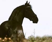 friesian-colt-horse