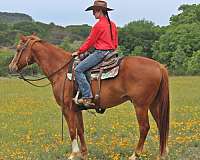 penning-quarter-pony