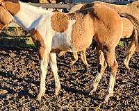 dun-tobiano-hypp-nn-stallion-horse