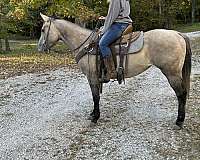 barrel-racing-quarter-horse