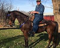 bay-black-racking-standardbred-gelding