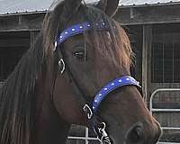 bay-black-racking-standardbred-for-sale