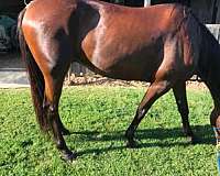 bay-black-racking-standardbred-horse