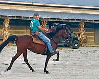 bay-black-racking-standardbred