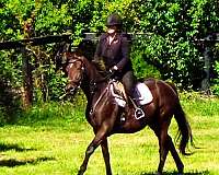 ottbs-for-sale-thoroughbred-horse