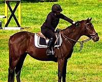 eventing-horses-for-sale-thoroughbred