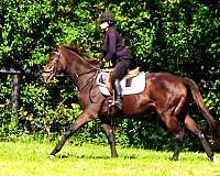 thoroughbred-sport-horses