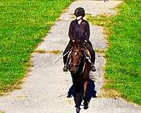 hunter-jumpers-for-sale-thoroughbred-horse