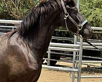 andalusian-horse-for-sale